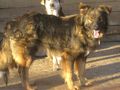 Erol w�nscht Zuhause IHNEN - Mischlingshunde - Bild 2