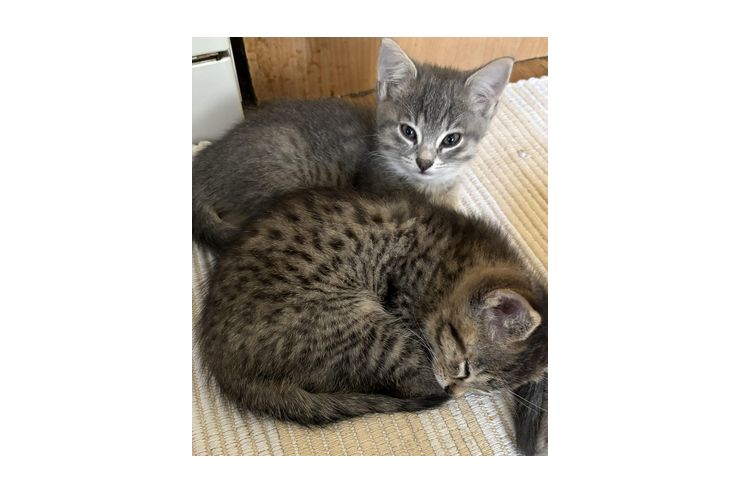 Babykatzen - Mischlingskatzen - Bild 1