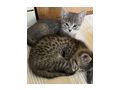 Babykatzen - Mischlingskatzen - Bild 1