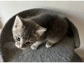 Babykatzen - Mischlingskatzen - Bild 4