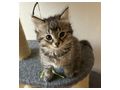 Babykatzen - Mischlingskatzen - Bild 5