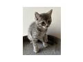 Babykatzen - Mischlingskatzen - Bild 6