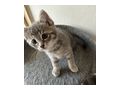Babykatzen - Mischlingskatzen - Bild 7