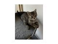 Babykatzen - Mischlingskatzen - Bild 6
