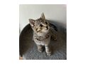 Babykatzen - Mischlingskatzen - Bild 7