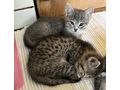 Babykatzen - Mischlingskatzen - Bild 8