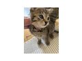 Babykatzen - Mischlingskatzen - Bild 9
