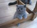 Britisch Kurzhaar Katzchen Nachnahme - Rassekatzen - Bild 2