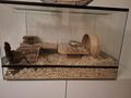 W�stenrennm�use Gehege - M�use & Ratten - Bild 1