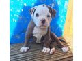 American Bulldog Welpen - Rassehunde - Bild 1
