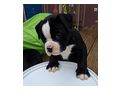 American Bulldog Welpen - Rassehunde - Bild 2