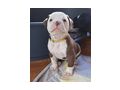 American Bulldog Welpen - Rassehunde - Bild 3