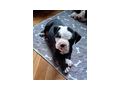 American Bulldog Welpen - Rassehunde - Bild 4