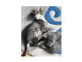 S��e Kitten Bauernhof - Mischlingskatzen - Bild 2
