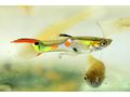 Endler Guppys Laguna de Campoma - Fische - Bild 1