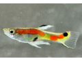 Endler Guppys Laguna de Campoma - Fische - Bild 2