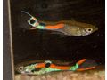 Endler Guppys Laguna de Campoma - Fische - Bild 5