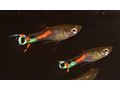 Endler Guppys Laguna de Campoma - Fische - Bild 6