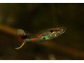Endler Guppys Laguna de Campoma - Fische - Bild 7