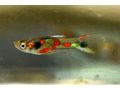 Endler Guppys Laguna de Campoma - Fische - Bild 8