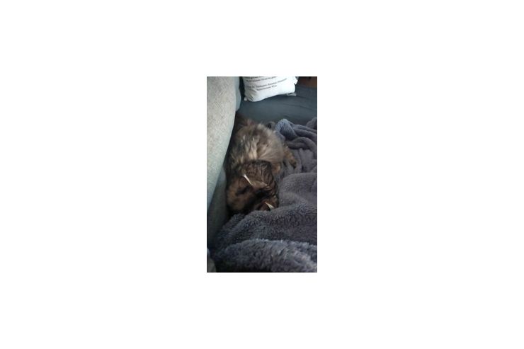 Main coon katze - Rassekatzen - Bild 1