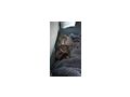 Main coon katze - Rassekatzen - Bild 1