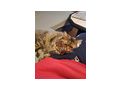 Main coon katze - Rassekatzen - Bild 2