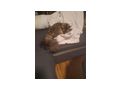 Main coon katze - Rassekatzen - Bild 3