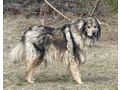Sivi IHNEN Gl�ck - Mischlingshunde - Bild 2