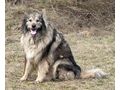 Sivi IHNEN Gl�ck - Mischlingshunde - Bild 1