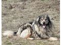 Sivi IHNEN Gl�ck - Mischlingshunde - Bild 3