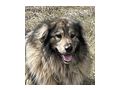 Sivi IHNEN Gl�ck - Mischlingshunde - Bild 4