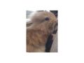 6 L�wenwidder Zwergkaninchen - Kaninchen & Hasen - Bild 1