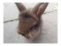 6 L�wenwidder Zwergkaninchen - Kaninchen & Hasen - Bild 2