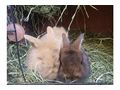 6 L�wenwidder Zwergkaninchen - Kaninchen & Hasen - Bild 3