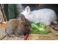 6 L�wenwidder Zwergkaninchen - Kaninchen & Hasen - Bild 4