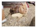 6 L�wenwidder Zwergkaninchen - Kaninchen & Hasen - Bild 5