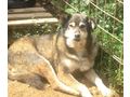 Lira Gl�ck IHNEN - Mischlingshunde - Bild 2