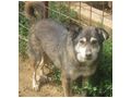 Lira Gl�ck IHNEN - Mischlingshunde - Bild 3