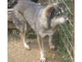 Lira Gl�ck IHNEN - Mischlingshunde - Bild 4