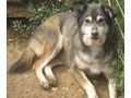 Lira Gl�ck IHNEN - Mischlingshunde - Bild 5