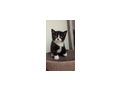 Katze Kitten reinrassig Zuhause - Rassekatzen - Bild 1