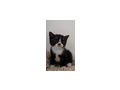 Katze Kitten reinrassig Zuhause - Rassekatzen - Bild 2