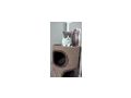 Katze Kitten reinrassig Zuhause - Rassekatzen - Bild 3