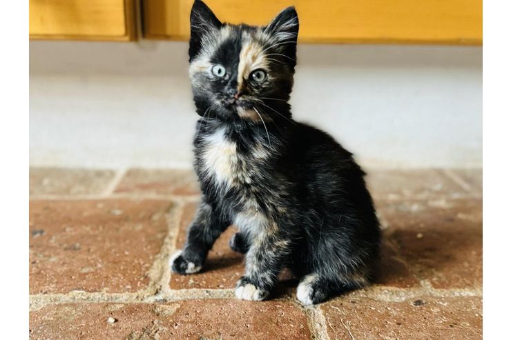 Katzenbaby - Mischlingskatzen - Bild 1