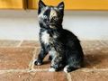 Katzenbaby - Mischlingskatzen - Bild 1