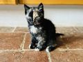 Katzenbaby - Mischlingskatzen - Bild 3