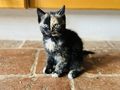 Katzenbaby - Mischlingskatzen - Bild 4