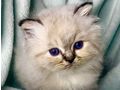 wundersch�ne verschmuste Heilige Birma Kitten - Rassekatzen - Bild 1