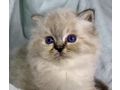 wundersch�ne verschmuste Heilige Birma Kitten - Rassekatzen - Bild 2